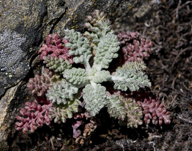Chaenactis Leaf - Dusty Maiden.jpg